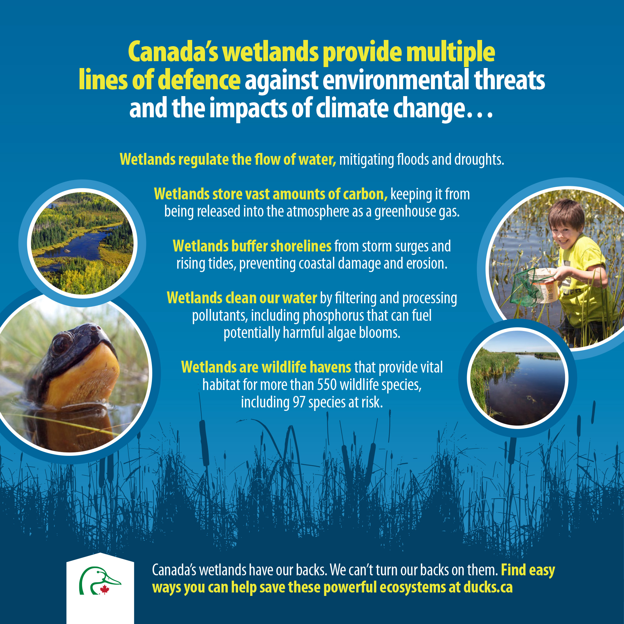 Canada’s wetlands provide multiple lines of defence against environmental threats and the impacts of climate change…