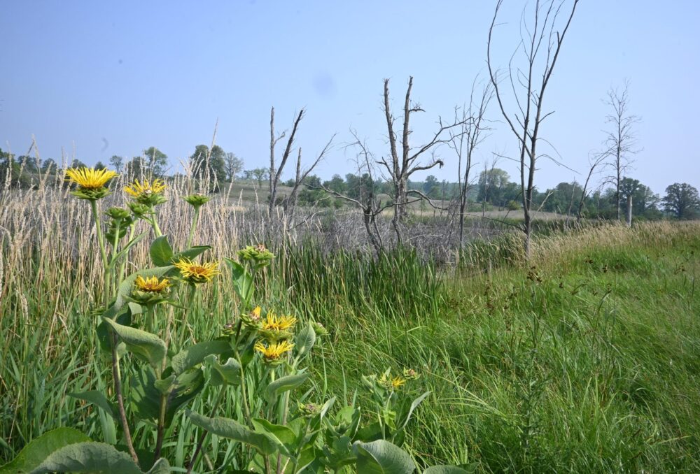 Seasonal pops of colour at Cosford Farm, DUC land on the Canadian Shield north of Belleville.