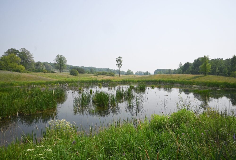 Wetland restoration can reverse the downward trend of habitat loss and even turn it around to a net gain on the landscape.