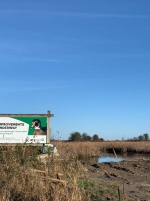 Enhanced wetland supports wildlife and water quality in Holland Marsh