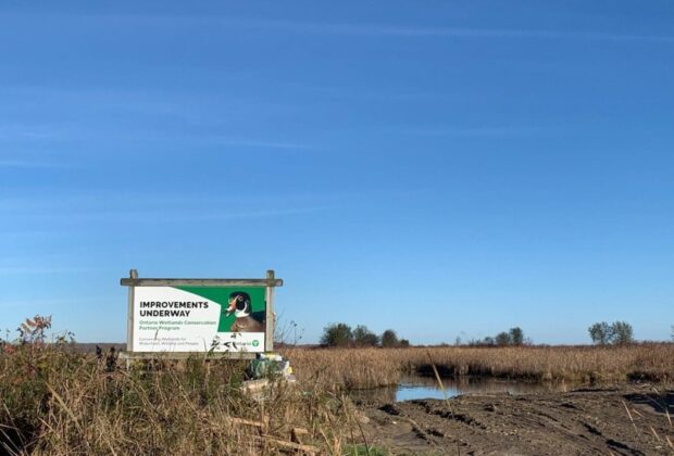 Enhanced wetland supports wildlife and water quality in Holland Marsh