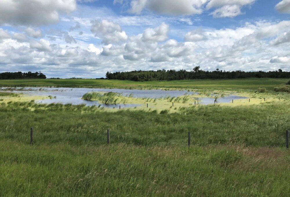 Restoring wetlands helps make landscapes more resilient to floods and droughts.  