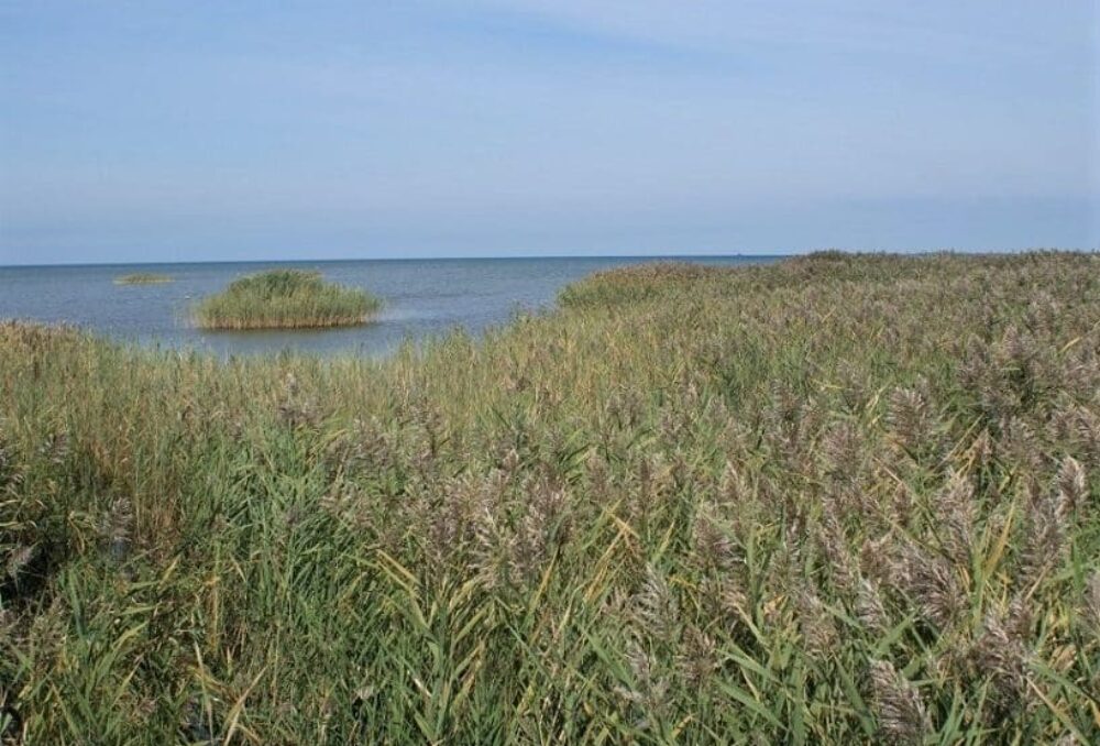 Invasive phragmites form extensive monocultures that displace native wildlife and threaten the viability of habitats that support provincially and federally-listed species at risk such as turtles.
