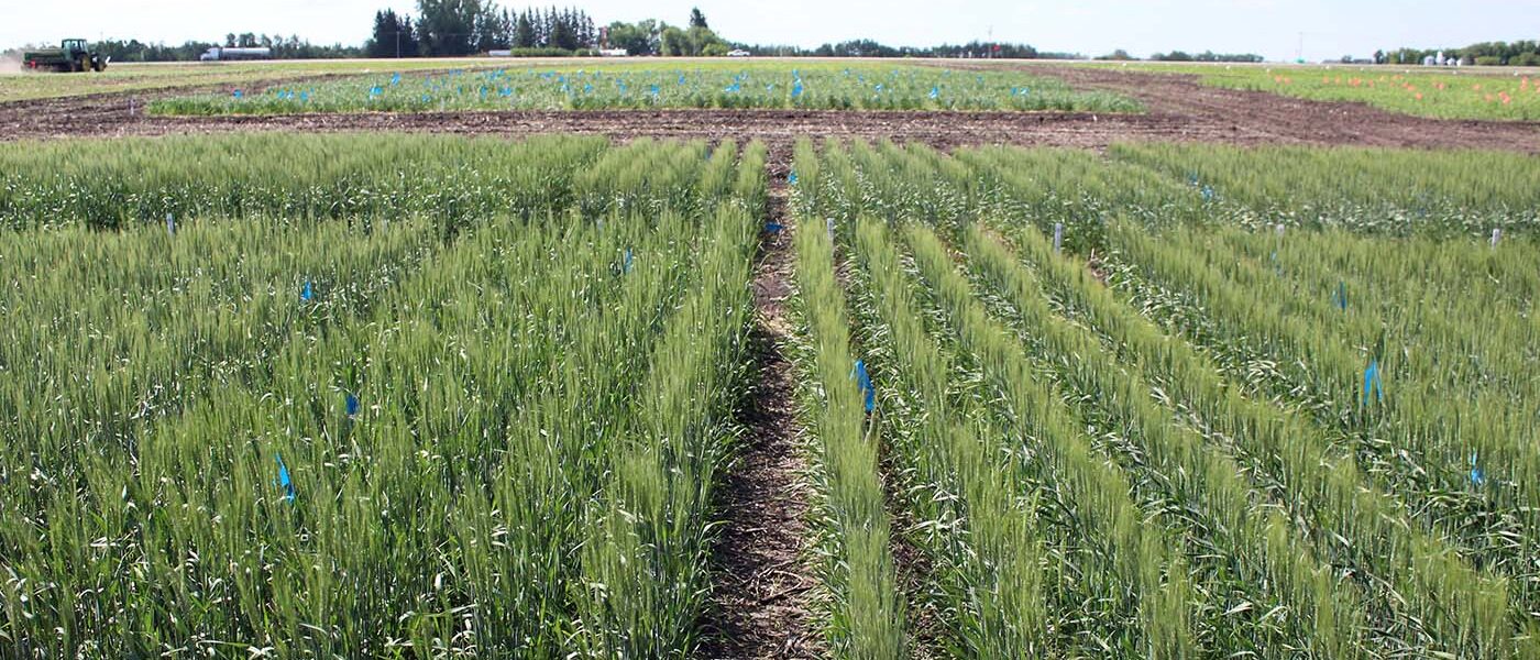 2021 DUC winter wheat plots at Carberry, Manitoba showing higher yielding variety to the left grown with less fertilizer.