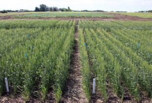 New DUC research will help farmers save fertilizer costs