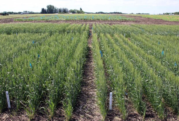 New DUC research will help farmers save fertilizer costs