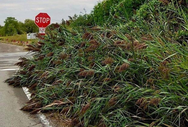 DUC’s phragmites mitigation program in Ontario