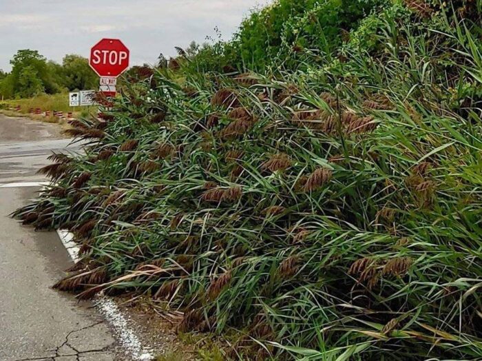 Phragmites thrives in ditches and can block sightlines for drivers and pedestrians.