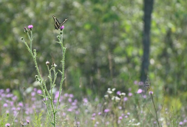 High-value waterfowl haven in Hastings County is a conservation inspiration