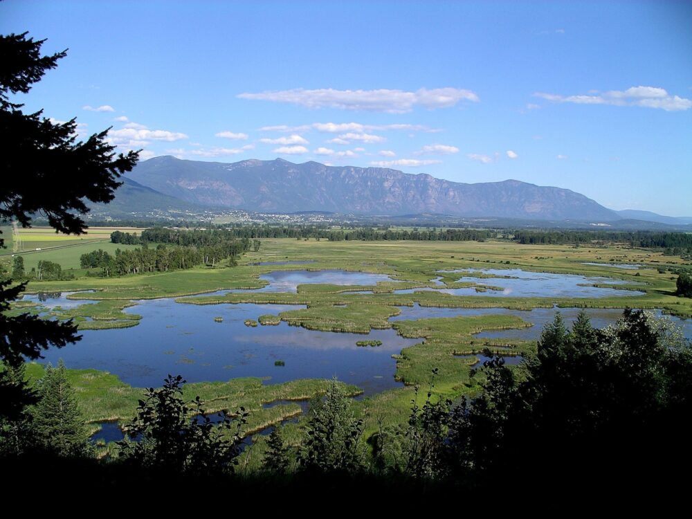 DUC is urging the Province to invest in protecting and restoring wetland habitats as part of its nature-based approach to fighting climate change. 