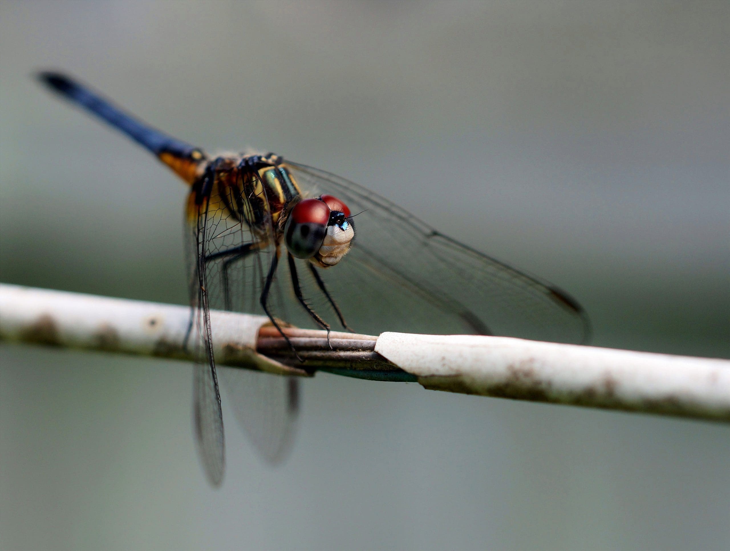 Project Dragonfly FAQs — Ducks Unlimited Canada