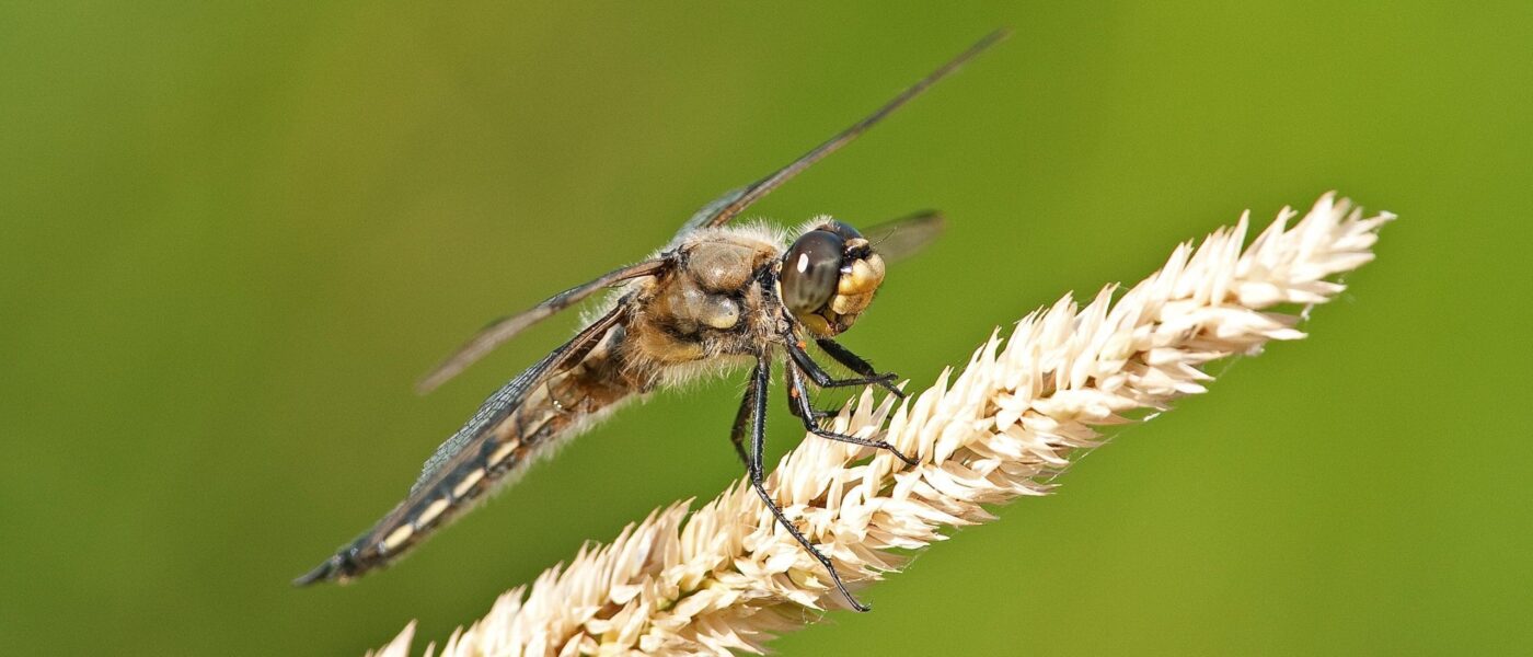 Migrating dragonflies follow similar routes as their great-grandparents. Researchers believe dragonfly migration may be influenced by environmental cues like temperature and daylight. 