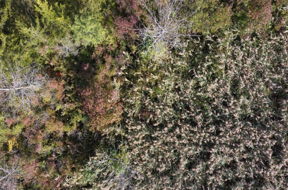 Drone footage of an invasive phragmites stand.