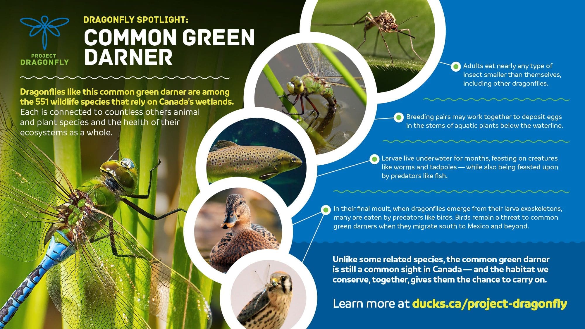 common green darner infographic