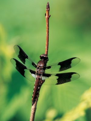 Save a dragonfly nursery