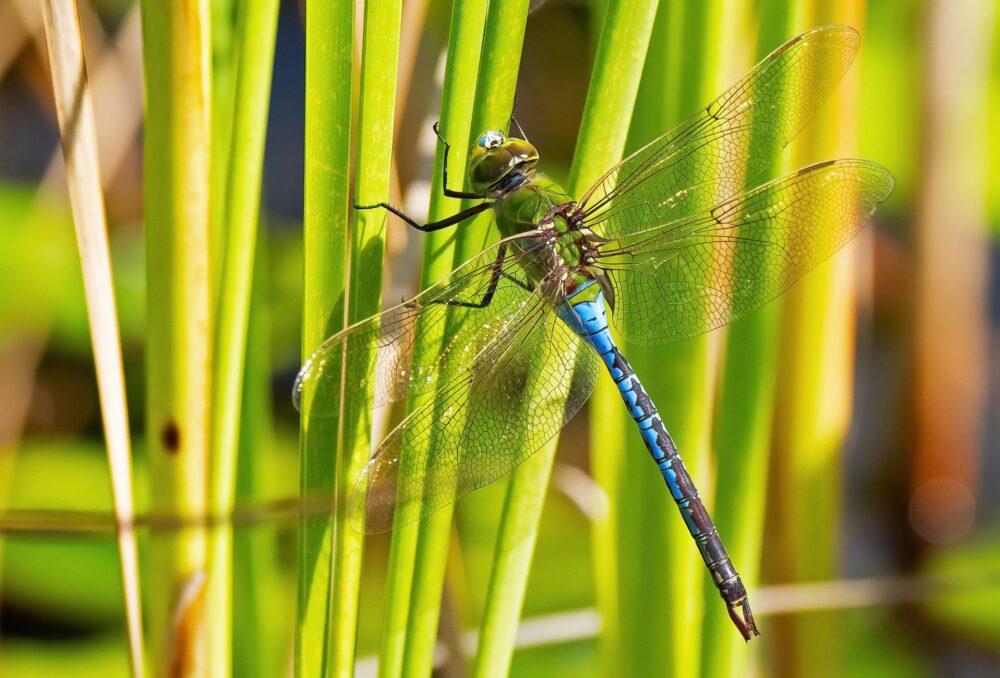 As global rates of biodiversity loss reach levels not seen since the last mass extinction, we have good reason to take heed of the dragonfly’s warning.  