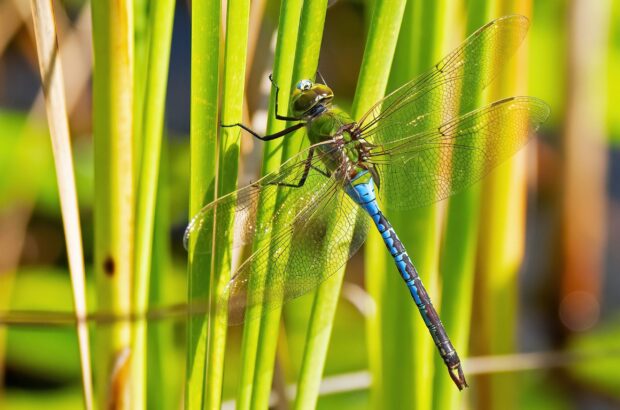 Female Green Darner Dragonfly on Phragmite