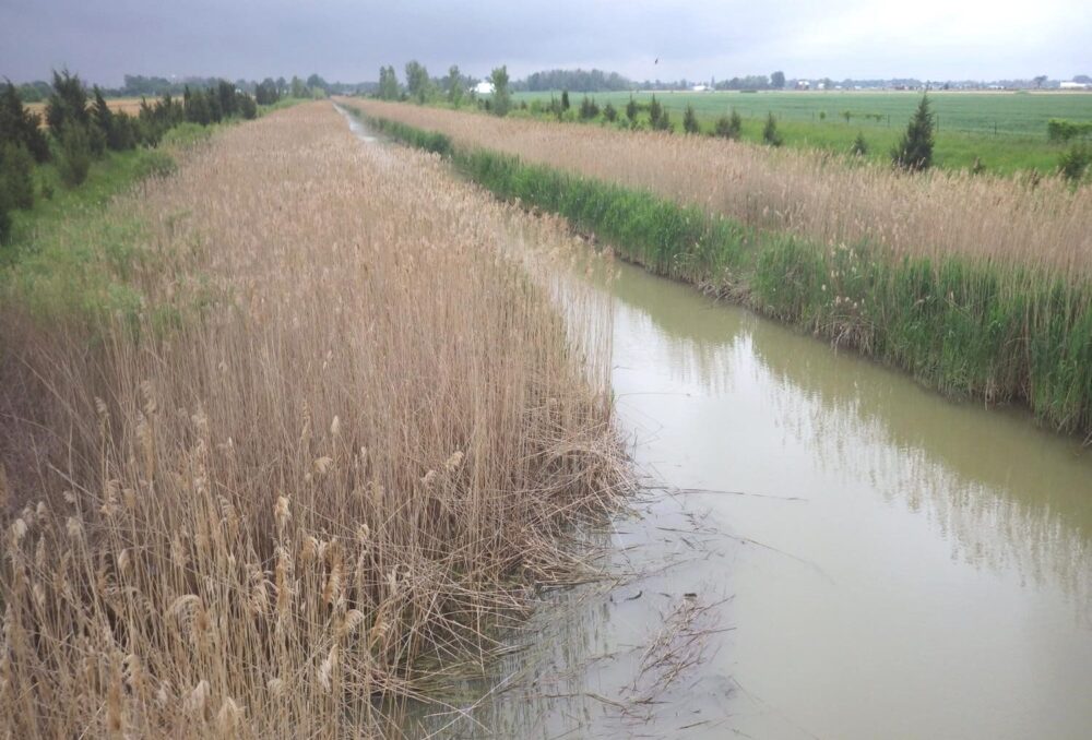 Invasive phragmites makes its way to new locations using transportation corridors of all kinds, including ditches and drains.