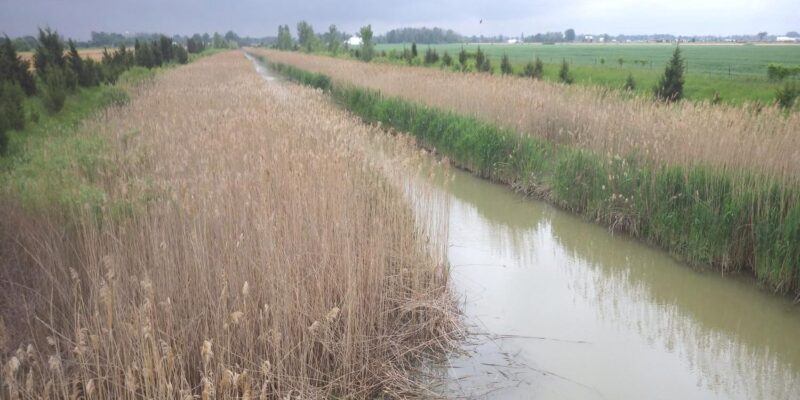 Phragmites australis