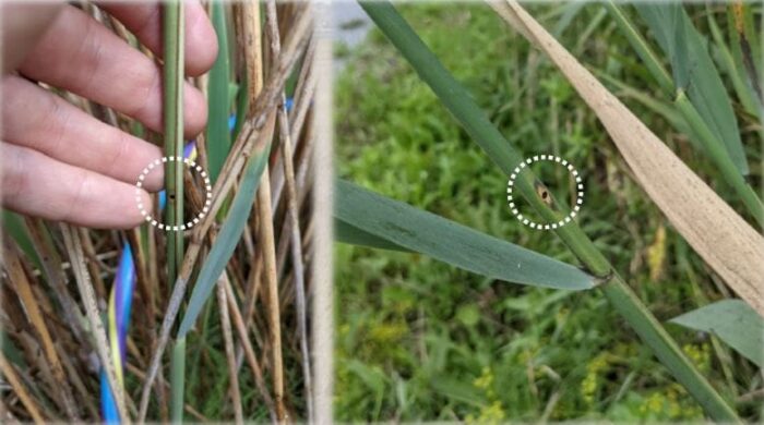 In 2019, the first biocontrol releases took place in carefully selected wetland ecosystems. 