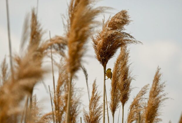 The Invasive Species Management Case Study