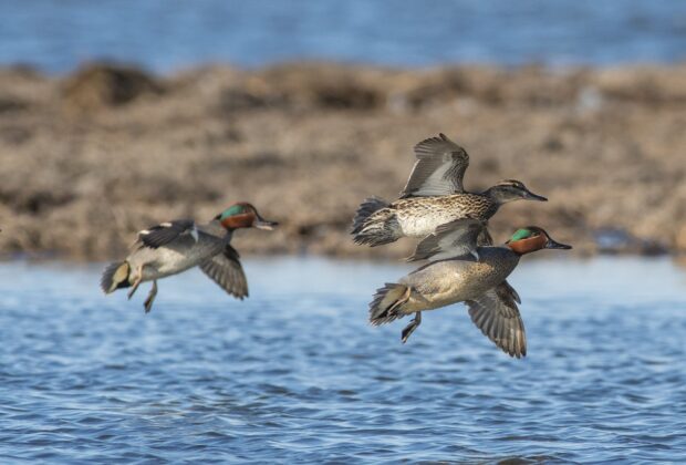 Green-winged teal trio in flight.