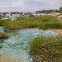 How to recognize blue-green algae and what to do about it.