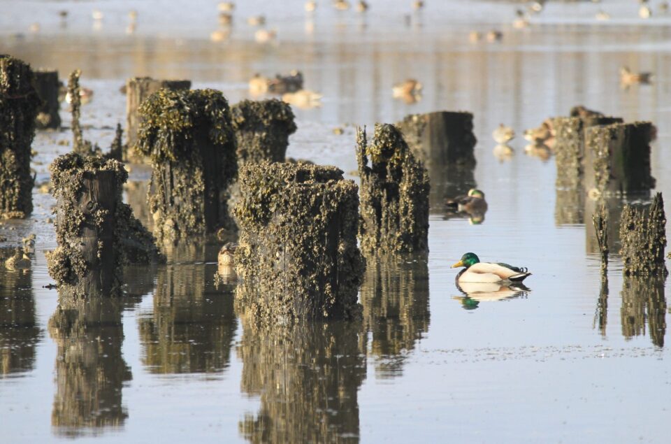 Wintering ducks in the Fraser River Delta.