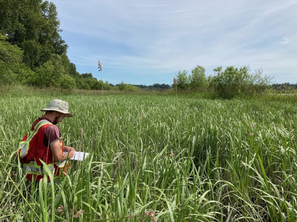 DUC conservation technician and report co-author Daniel Hennigar collects vegetation data in a Fraser Estuary tidal marsh.