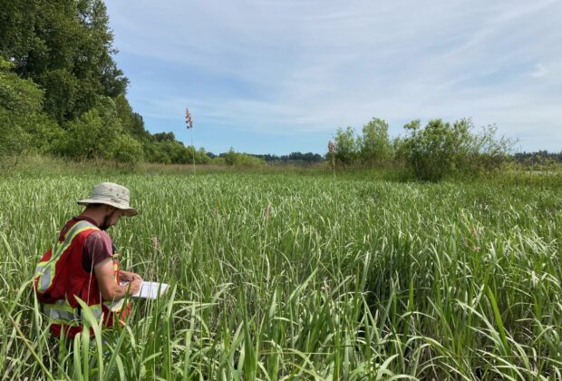 Ducks Unlimited Canada releases comprehensive report to guide future restoration efforts in the Fraser River Estuary