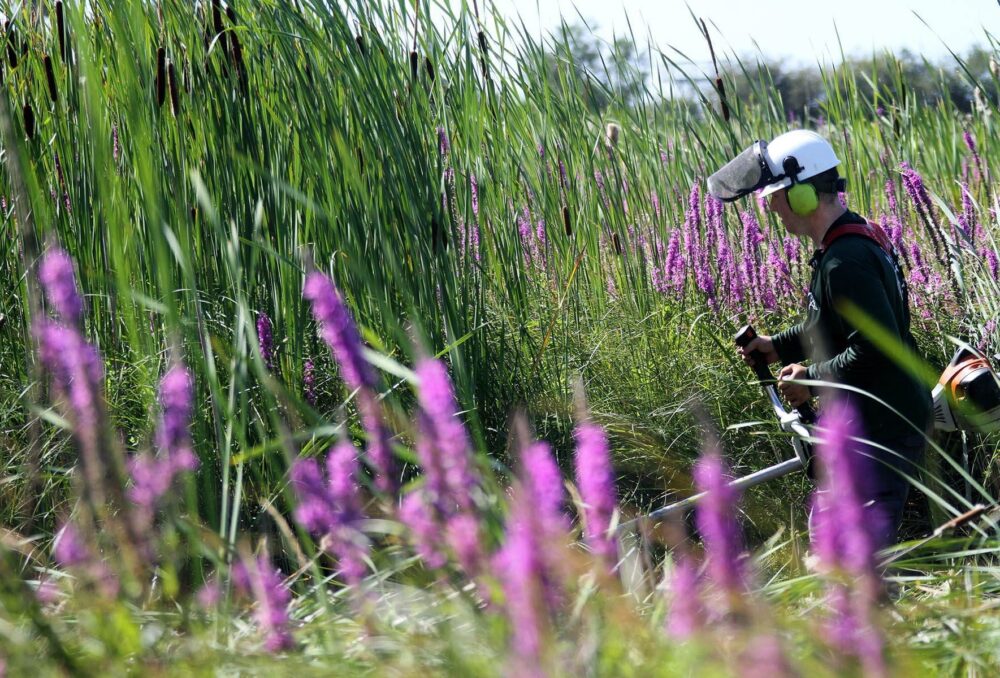 Cutting invasive cattail in wetland habitat