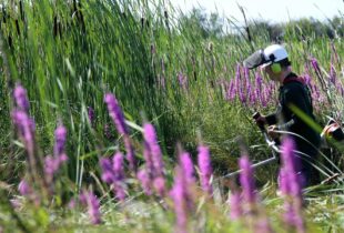Invasive cattail removal on the Fraser River Delta is a cut above
