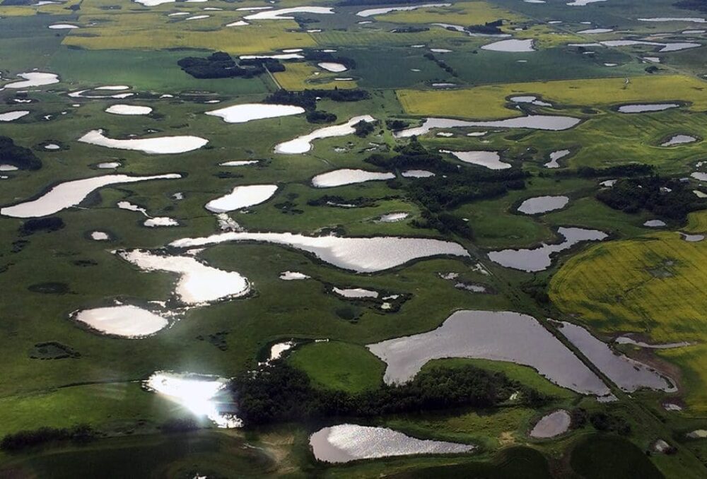 Manitoba is home to some of the world's most important waterfowl nesting areas