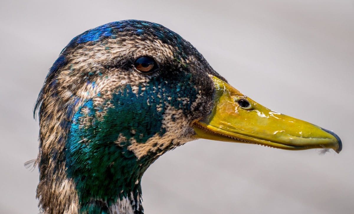 Moulting mallard drake