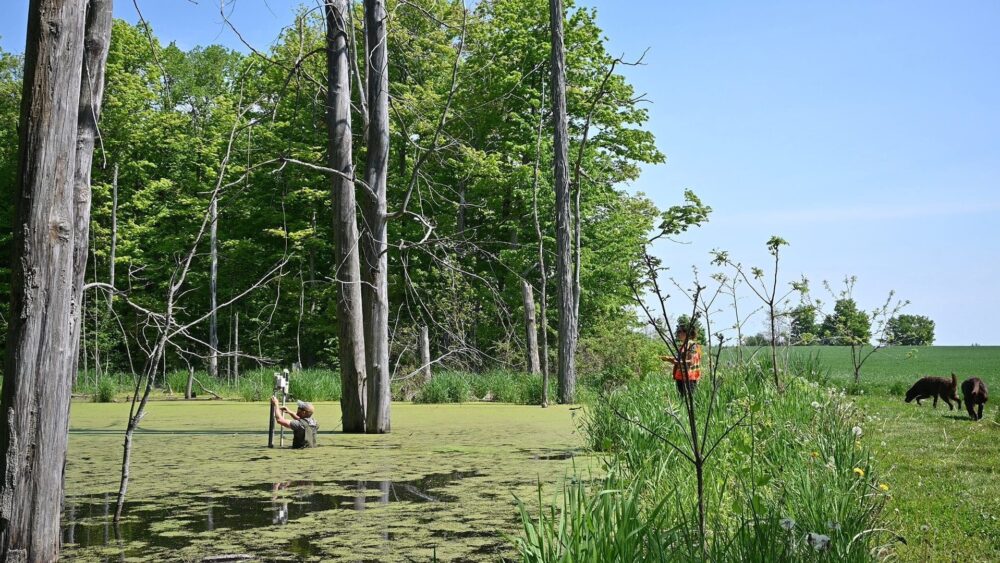 DUC scientists spent two years studying eight small restored wetlands in the Lake Erie watershed of southern Ontario to determine their ability to retain nutrients from water before they move downstream. The research showed significant nutrient reduction: further evidence that investments in wetland habitat pay off significantly by flowing cleaner, healthier water into our lakes.