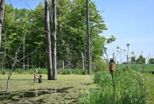 Can wetlands help heal our sick lakes?