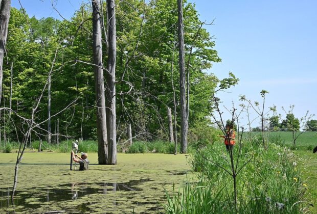 Can wetlands help heal our sick lakes?  