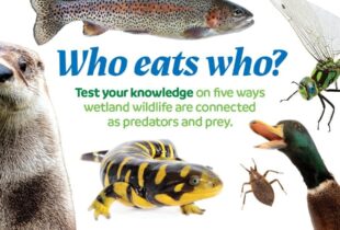 Test your nature knowledge with DUC’s wildlife quizzes