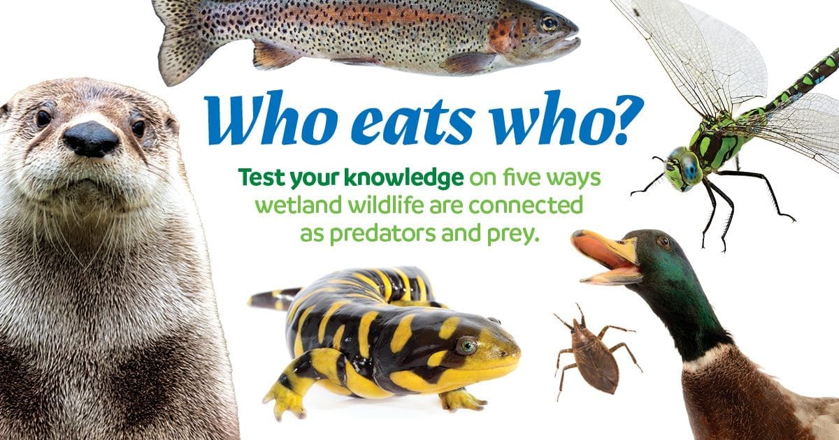 Who eats who infographic