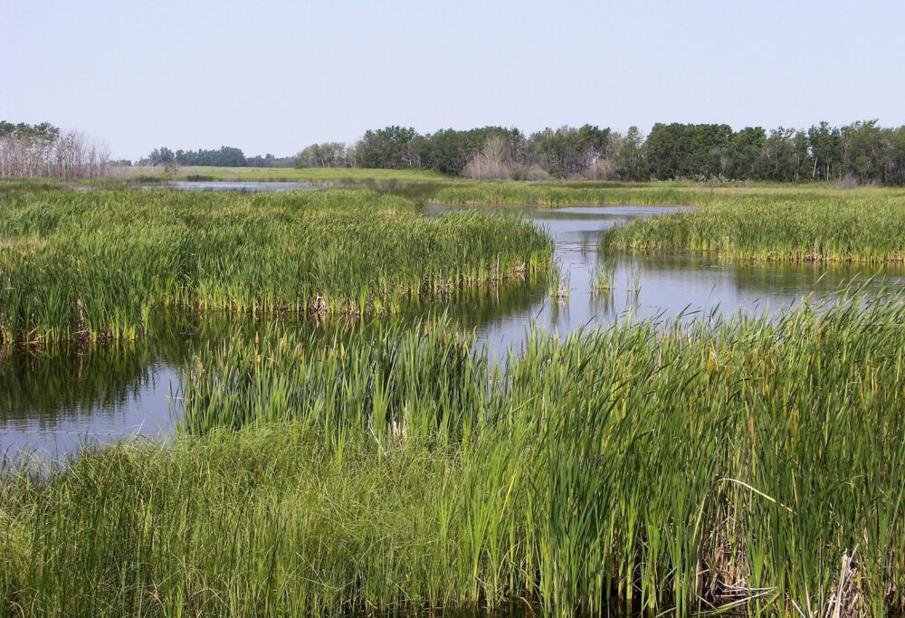 A prairie wetland in Saskatchewan