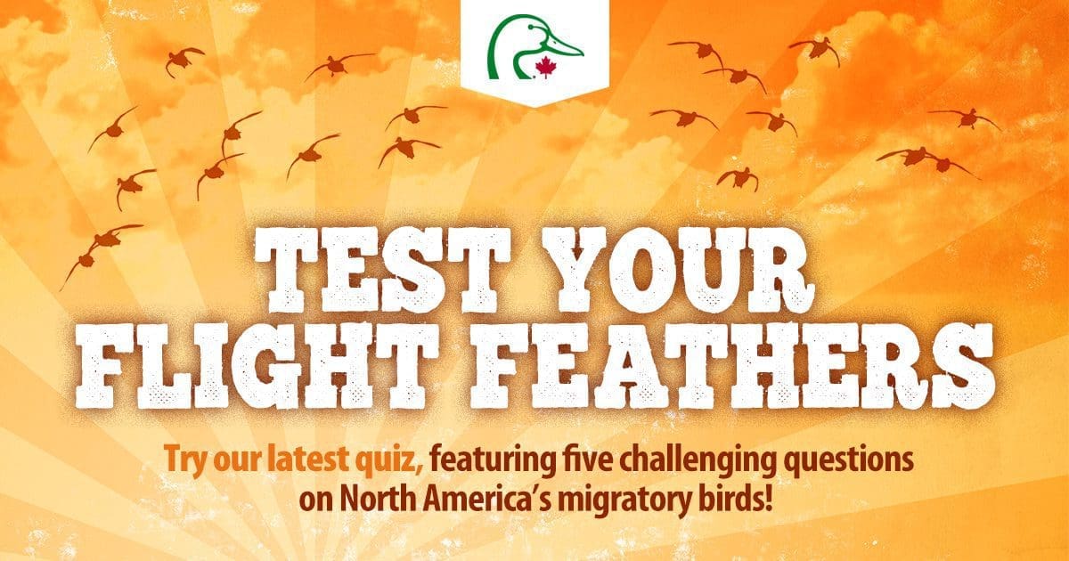 Migratory bird day quiz logo