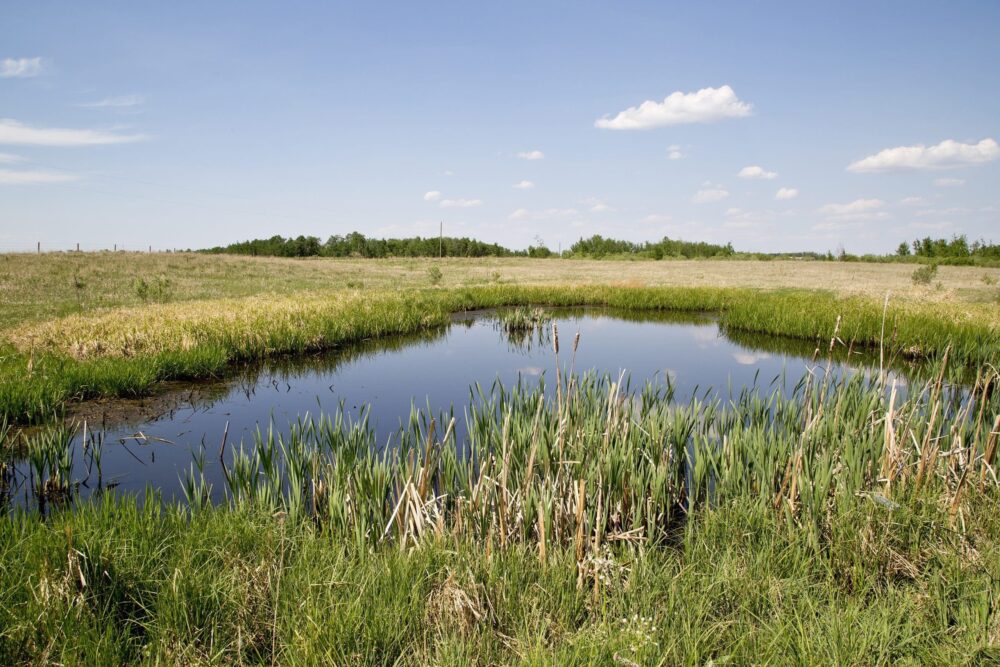 A DUC-restored prairie wetland in Alberta.