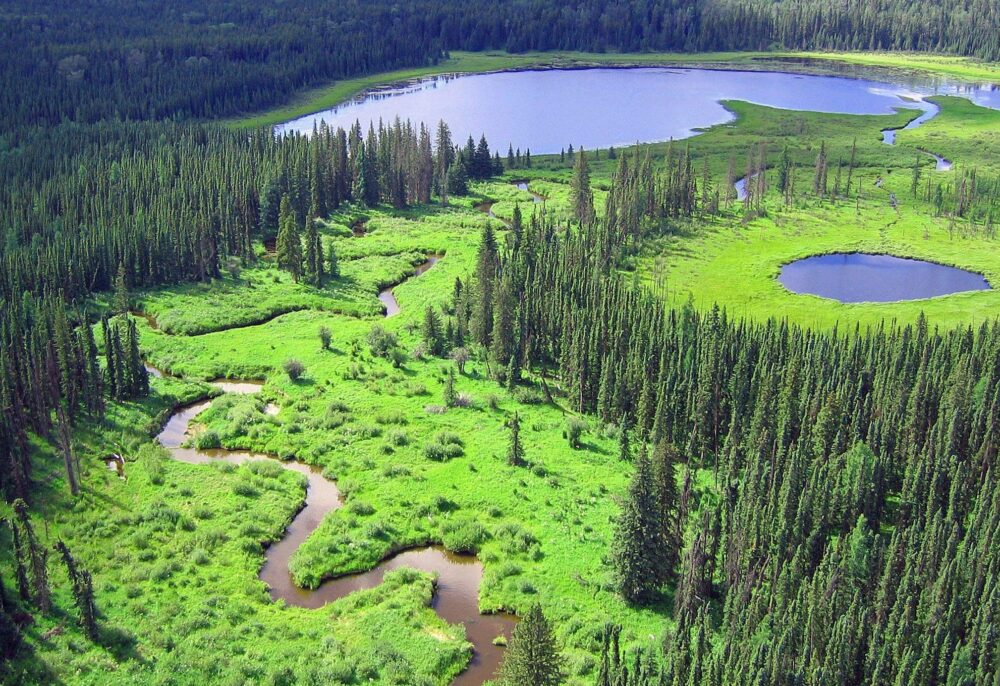 Above: A forest management area in northern Alberta where Weyerhaeuser operates.