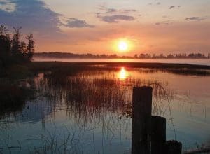 South Arm Marshes WMA
