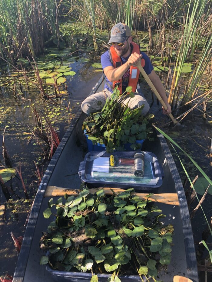 Locating and hand-pulling invasive water chestnut from small watercraft.