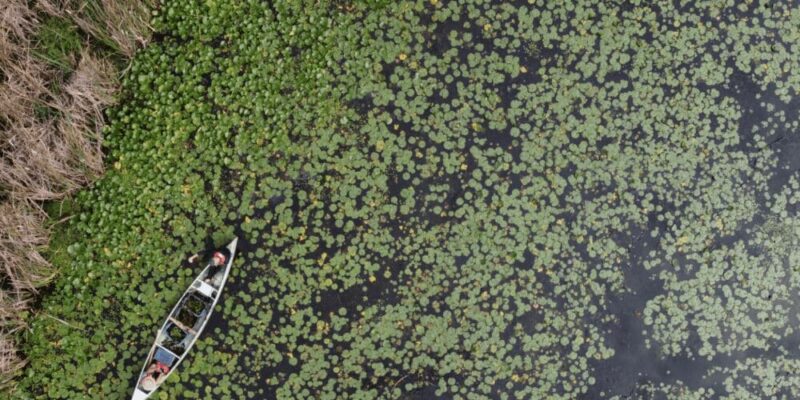 European water chestnut