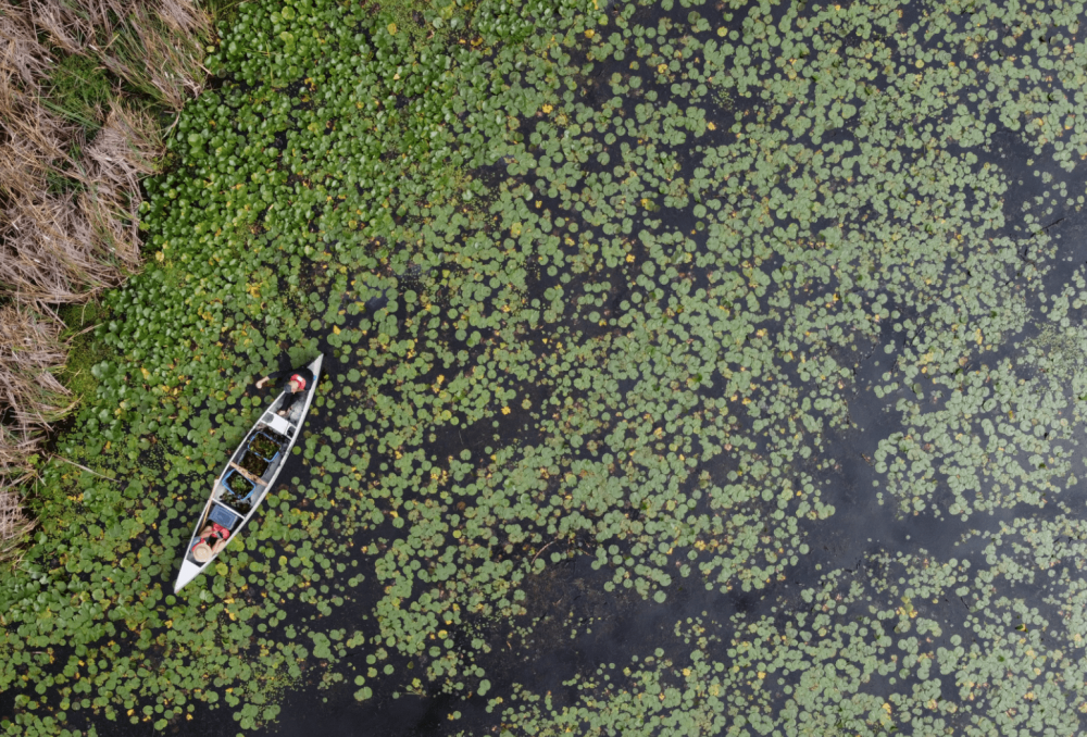 Aerial image of DUC staff and canoe in Wolfe Island habitat.