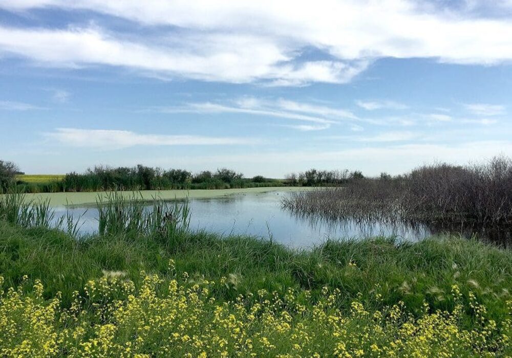 Manitoba’s wetlands are key drivers of economic, environmental and social prosperity