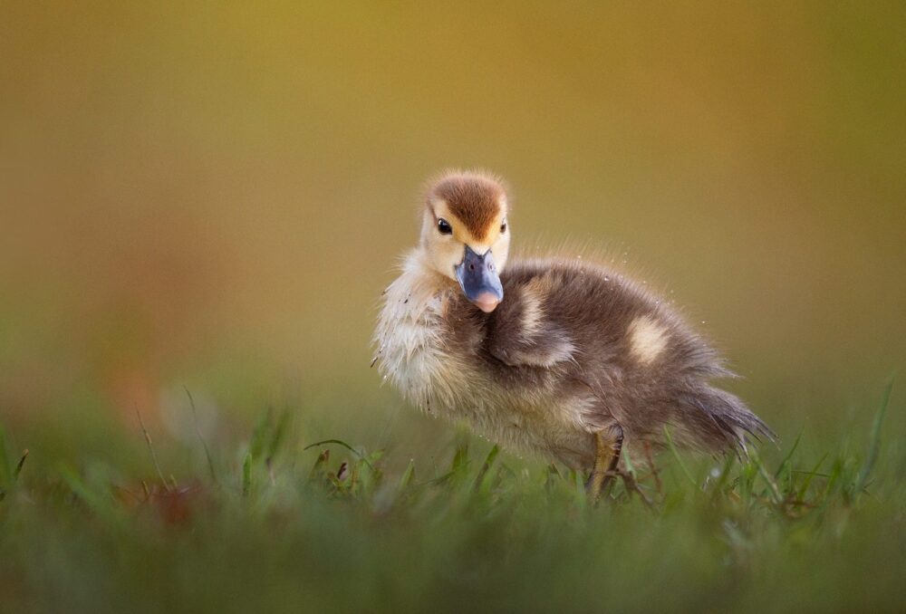 Duckling in the grass