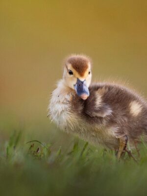 Found a duck nest in Ontario? Here’s what to do